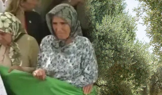 Zeytin üreticilerine büyük şok! Bir araya gelip "ölüm fermanımız" diye haykırdılar