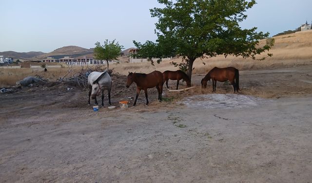 Alevlerden bir  efsane çıktı! Cehennem ateşinden "dörtnala" kaçtılar