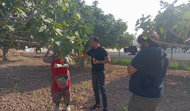 Alişan Buharkent’te incir hasadına katıldı