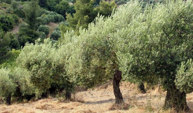Zeytin üreticilerine kötü haber! Belediye 82 bin ağacın yok olabileceğini açıkladı