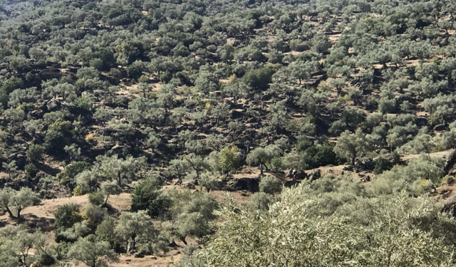 Aydın’daki zeytinliğe istenen fiyat şaşırttı!
