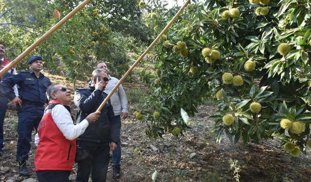 Aydın’ın tescilli ürününe hasat sevinci! Ülkenin yüzde 33’lük payı Aydın’dan