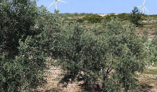 Karacasu’da zeytinlikler kiralanıyor