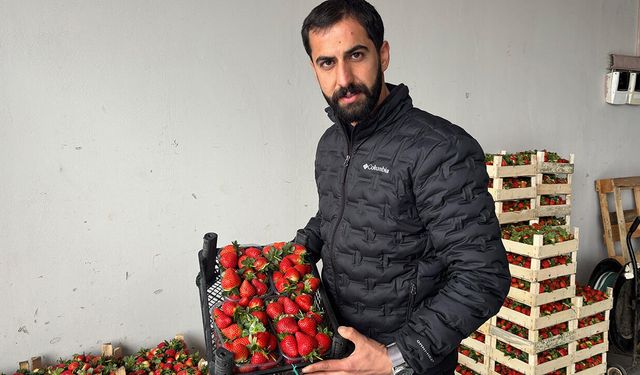 Aydın’da çilekte verim düştü