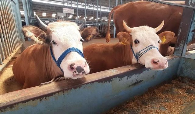 Köşk'e müjde: Kısıtlama kaldırıldı