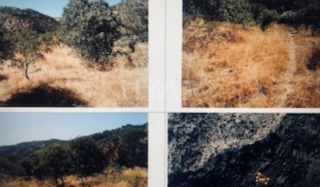 Aydın’da uygun fiyatlı tarla ihalesi: Açıklanan rakam dikkat çekti