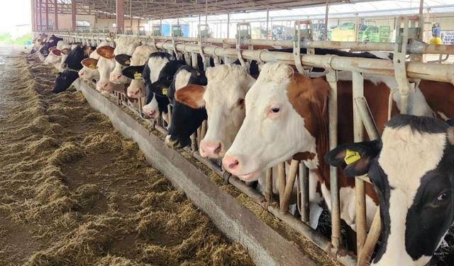 Köşk’te şap alarmı! Mahalleler karantinaya alındı
