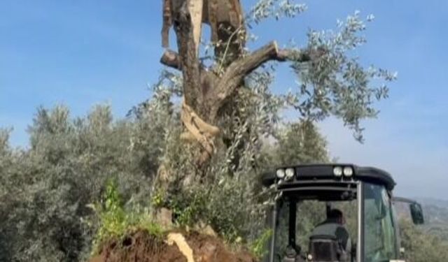 Kuyucak'ta zeytin ağaçları talan ediliyor iddiasına yanıt: Başkan Doğanca işin aslını açıkladı