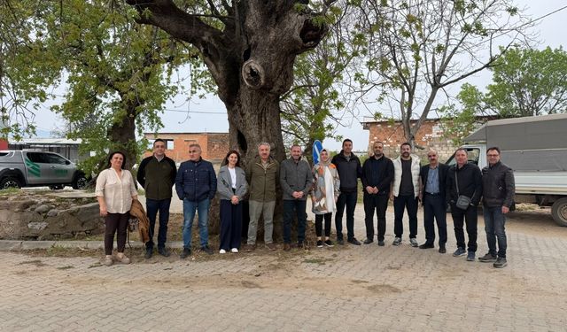 Aydın’daki anıt ağaçlara koruma kalkanı