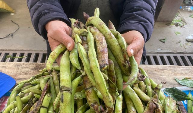 Baharın habercisi olan o lezzet Çine’de görücüye çıktı! Geçen yılın fiyatı korundu