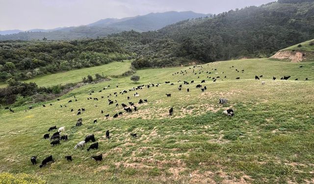 Karacasu yaylalarında yaz havası