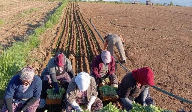 Karacasu’da tütün dikimi başladı! Üreticinin gözü kulağı avans haberinde