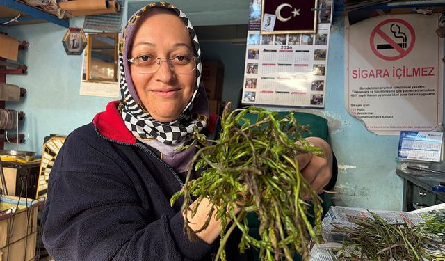 Koçarlı’da Sarmaşık Mesaisi