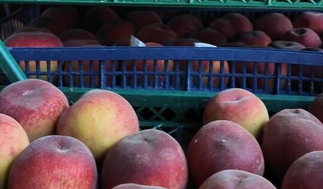 Aydın’da hal esnafı son durumu anlattı: Bu yıl meyve fiyatları ne kadar olacak?