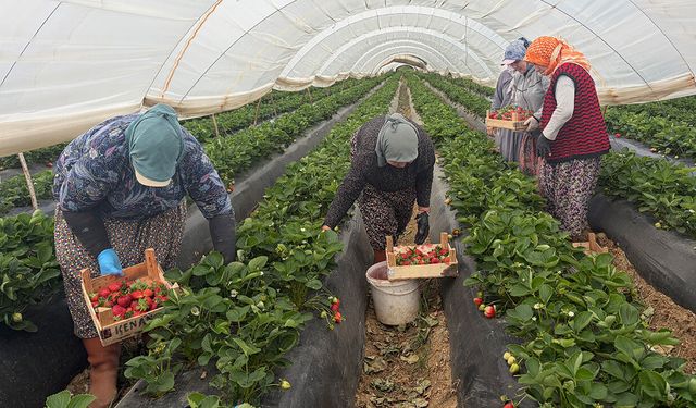 Aydın’dan dünyaya çilek ihracatı
