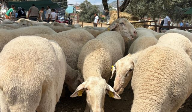 İncirliova’da kurbanlık satışları durgun başladı
