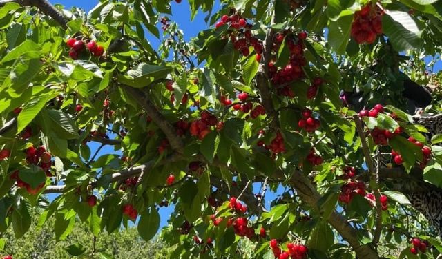 Nazilli’de kiraz hasadı başladı