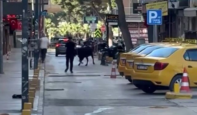 Sokakta panik anları! Ortalığı birbirine kattı