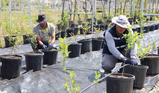 Üreticinin yeni gözdesi! Az su tüketiyor, tarlada para basıyor
