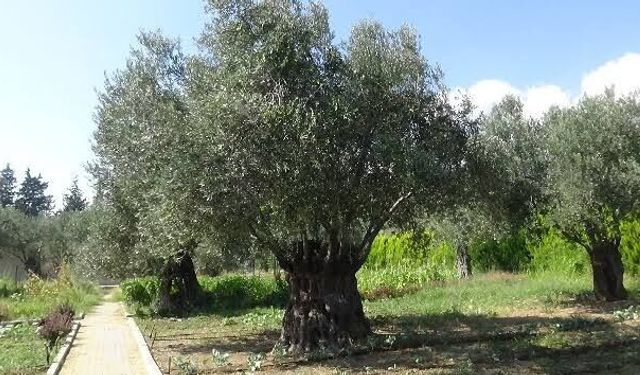 Aydın’da şaşırtan arsa fiyatı: 4 gram altın parasına zeytinlik