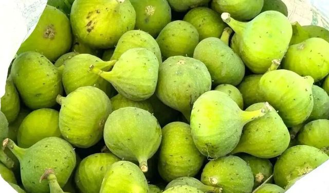 Aydın’da sezonun ilk ilekleri tezgaha çıktı