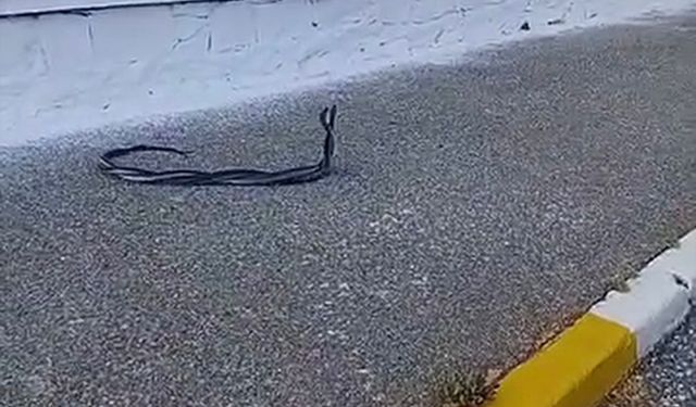 Bozdoğan’da ilginç anlar! Sıcaklar artınca ortaya çıktılar