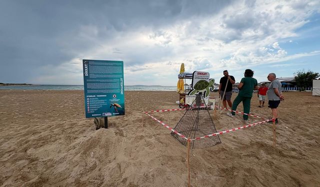 Didim'de zamanında müdahale caretta carettayı kurtardı