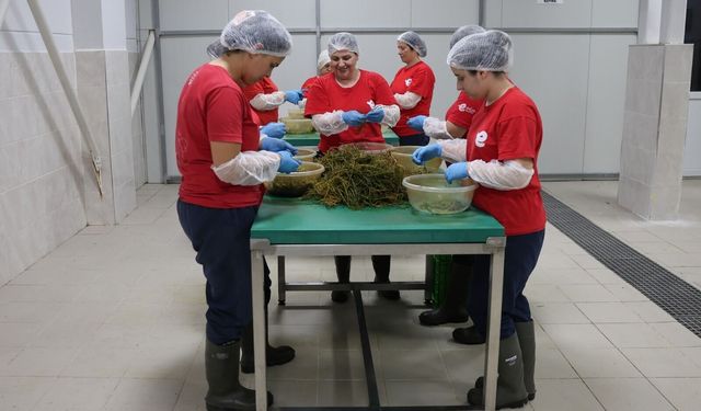 Efeler'in fabrikasında ege otları tezgaha indi