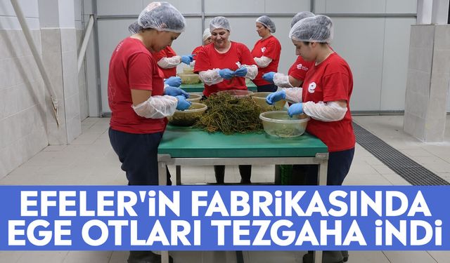 Efeler'in fabrikasında ege otları tezgaha indi