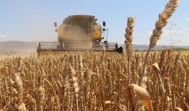 Hububat fiyatlarına tepki! Bozdoğan Ziraat Odası: “Üretici beklentisi karşılanmadı”