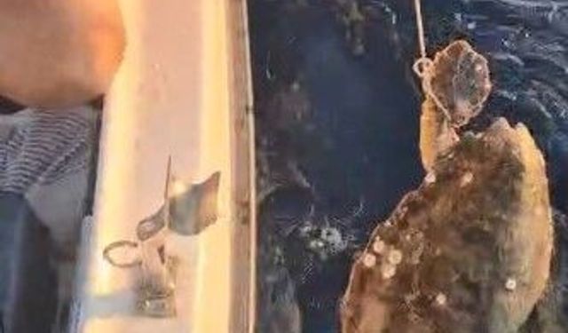 Kuşadası’nda vicdanları yaralayan olay!
