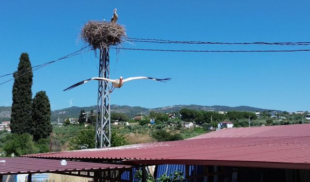 Kuşadası’nda manzara bu kez çok farklı: İki yavru leylek ilgi odağı oldu!