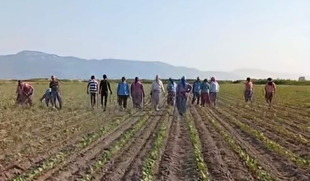 Pamuk tarımı can çekişiyor! Söke ovasında pamuk ekimi düştü