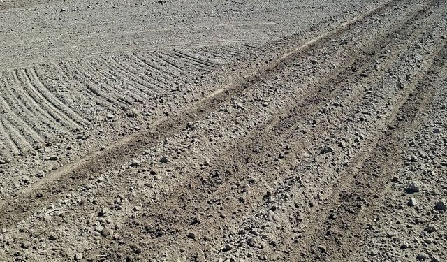 Sökeli borçtan korktu, pamuktan kaçtı