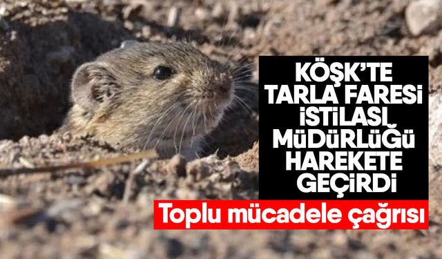 Köşk’te tarla faresi istilası müdürlüğü harekete geçirdi! Toplu mücadele çağrısı