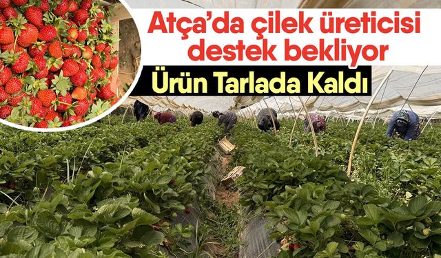 Atça’da çilek üreticisi destek bekliyor! Ürün Tarlada Kaldı