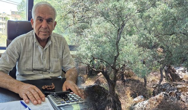 Söke’de düşük fiyat endişelendiriyor! Zeytin dalında kalacak