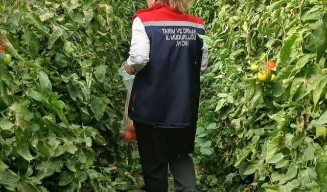 Aydın “alarm veren” 10 ilden biri! Tarımda pestisitle kararlı savaş