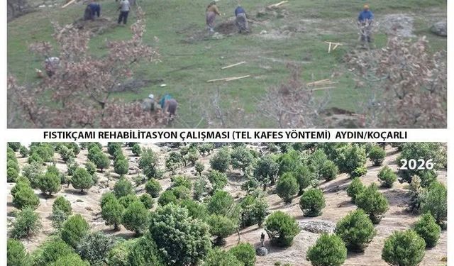 Aydın’da 15 yıl önce dikilen fidanlar artık kozalak veriyor: Çorak araziden bereketli ormana