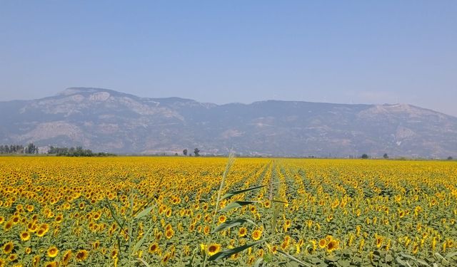 Aydın’da ayçiçeğinde ekim alanı beklentiyi aştı! Üretici fiyatın 40 liraya ulaşmasını umuyor