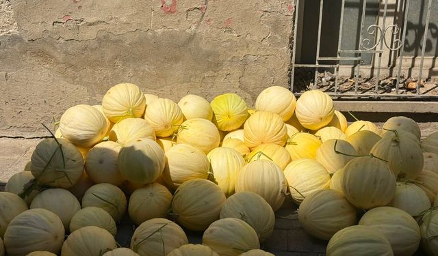 Aydın’da ‘Hırsız Almaz’ kavununa yoğun ilgi