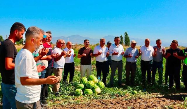 Aydın’ın meşhur Cincin Karpuzu’nun hasadı başladı