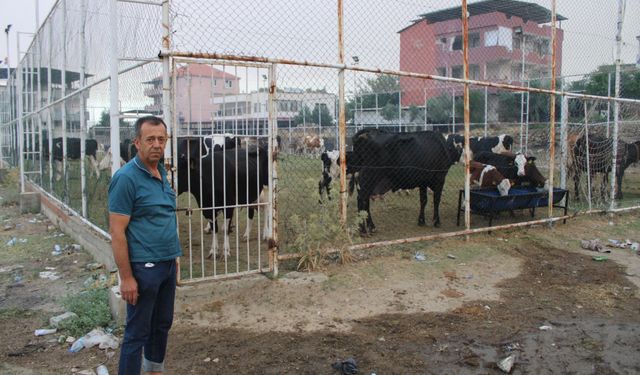 Çine’de orman yangını 20’nci saatinde! Tahliye edilen hayvanlar halı sahada koruma altına alındı