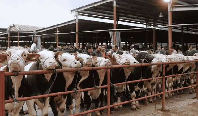 Çine’deki yangında tahliye edilen hayvanlarla ilgili duyuru! Hayvan Pazarı ücretsiz kullanıma açıldı