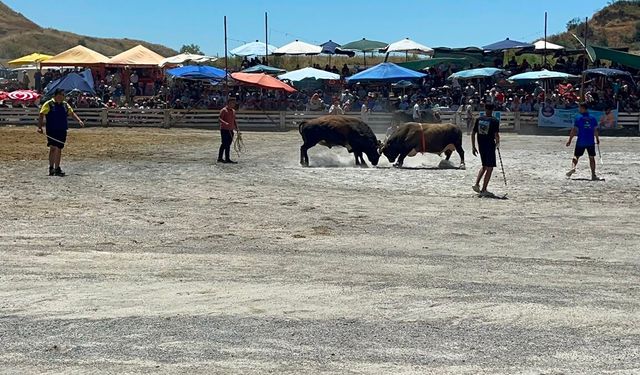 Germencik'te pehlivan boğalar arenaya çıktı