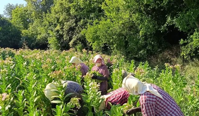 Karacasu’da tütün kırım sezonu başladı!