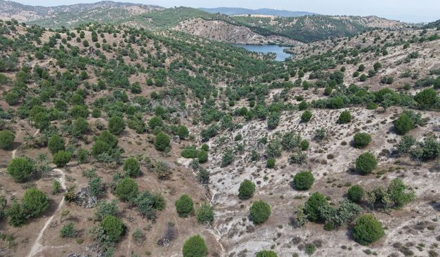 Koçarlı’da 15 yıllık emek: Fıstıkçamları kozalak vermeye başladı
