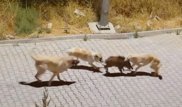 Kuşadası’nda görenleri şaşırtan olay! Yaban domuzlarının dayanışması kamerada