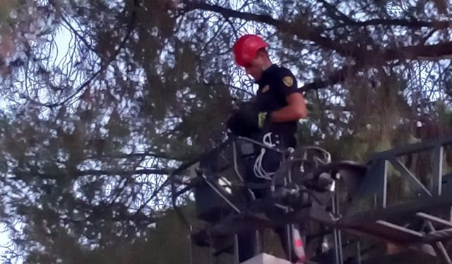 Nazilli’de ayağı ağaca takılan kargayı itfaiye kurtardı