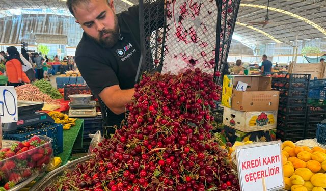 Aydın’da vişne tezgaha indi